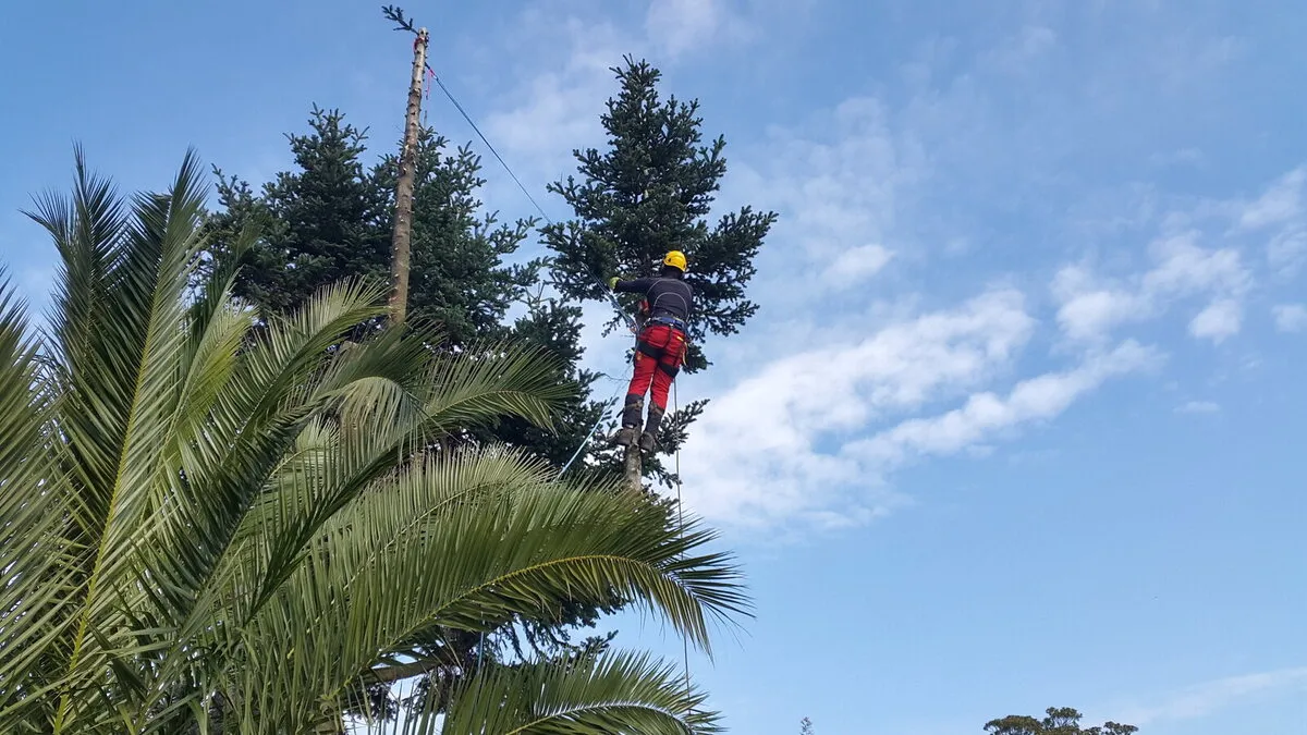 Grimpeur au sommet d’un épicéa en cours d’ébranchage, palmier au premier plan