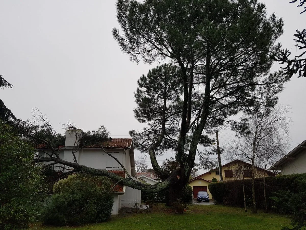 Le même pin maritime vu de loin : la branche rompue au ras du tronc repose sur le toit, le reste de l’arbre est toujours debout
