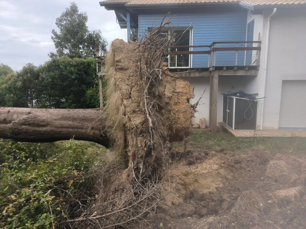 Galette de racines d’un grand arbre déraciné, dressée contre la façade d’une maison