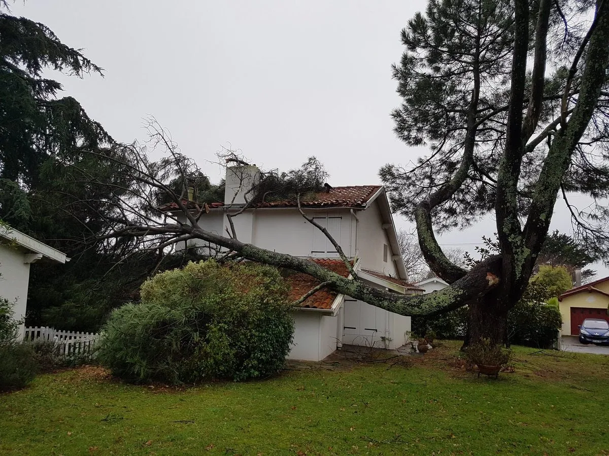 Branche de pin rompue couchée en travers des tuiles d’une maison, après une tempête