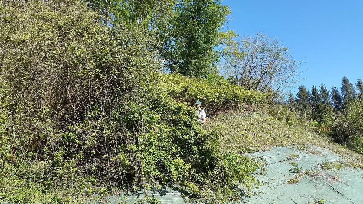 Débroussaillage d’un terrain en pente près de Biarritz