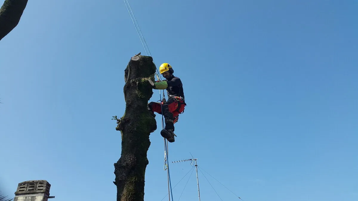 Démontage d’un arbre en milieu urbain à Bayonne