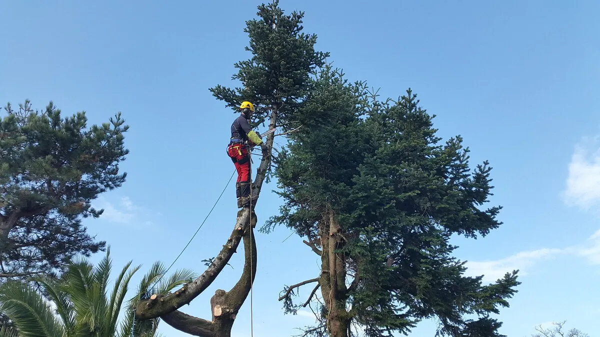 Démontage d’un épicéa à la corde par un élagueur grimpeur