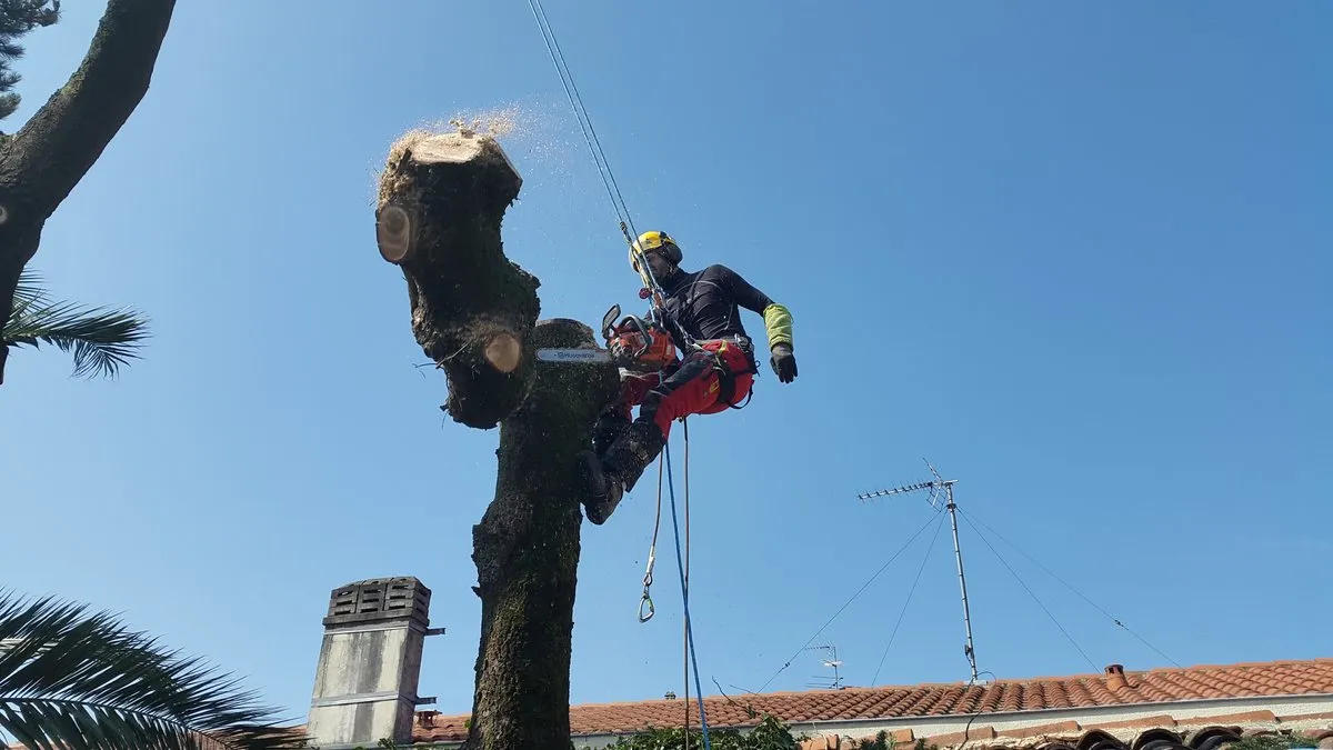 Démontage d’un arbre au-dessus d’une toiture, tronçon retenu à la corde