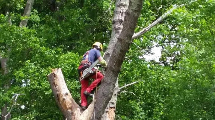 Élagueur grimpeur Bellecave en taille douce dans un grand arbre feuillu