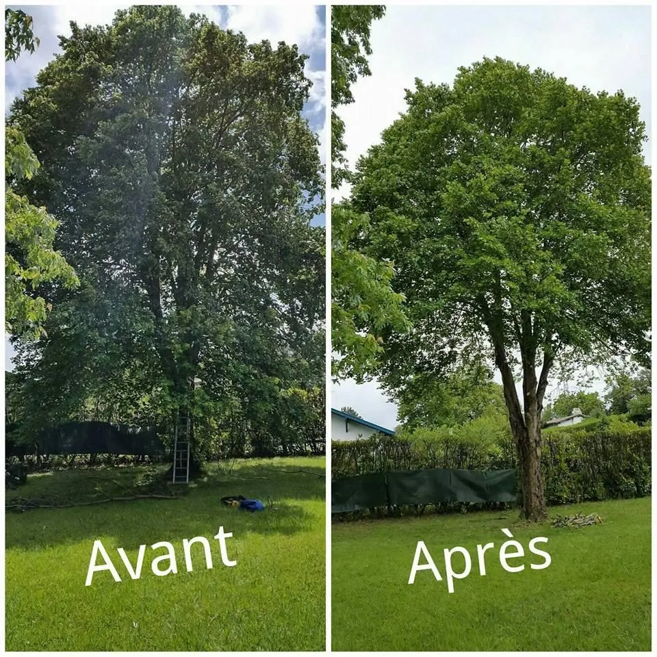 Élagueur Bellecave en intervention sur un arbre au Pays Basque