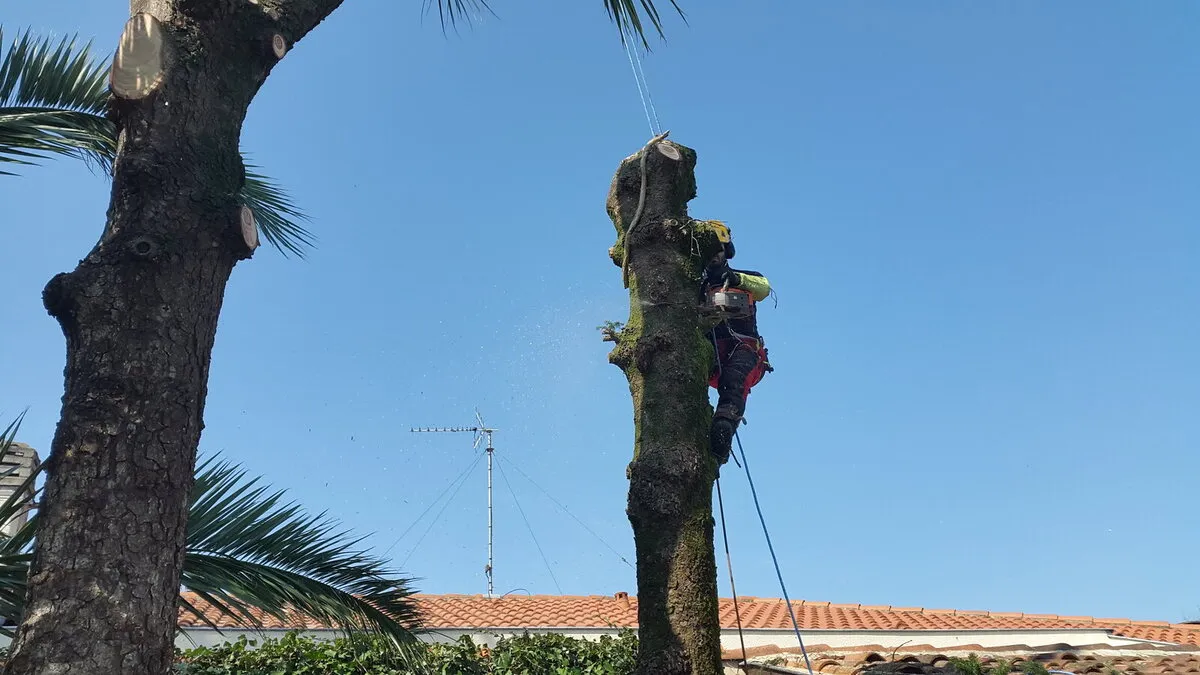 Démontage d’un arbre en jardin clos au Pays Basque