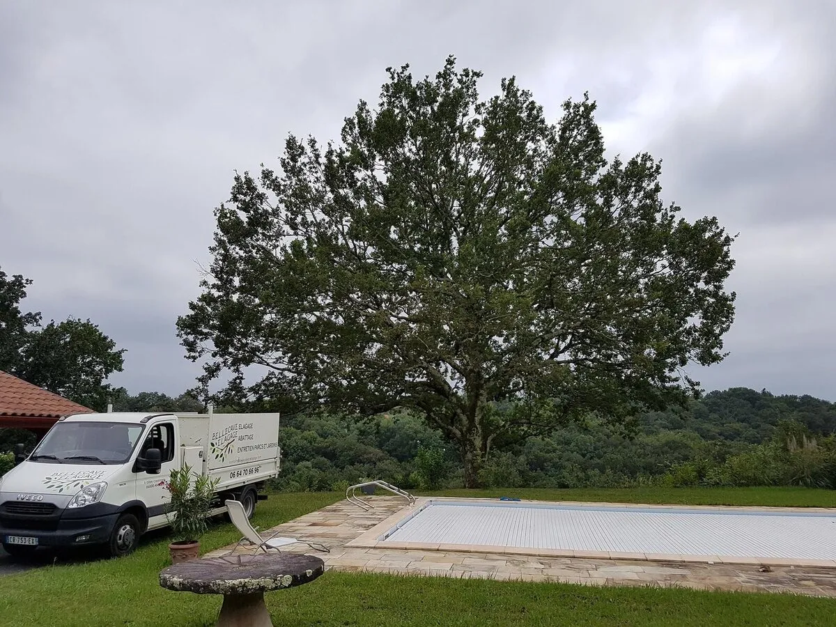 Camion Bellecave Élagage devant un grand chêne après une taille de bois mort