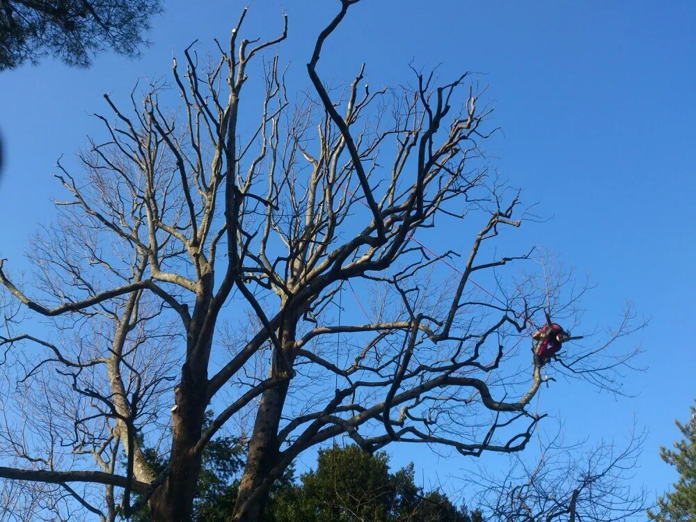 Réduction de couronne d’un grand chêne par un élagueur grimpeur près de Capbreton