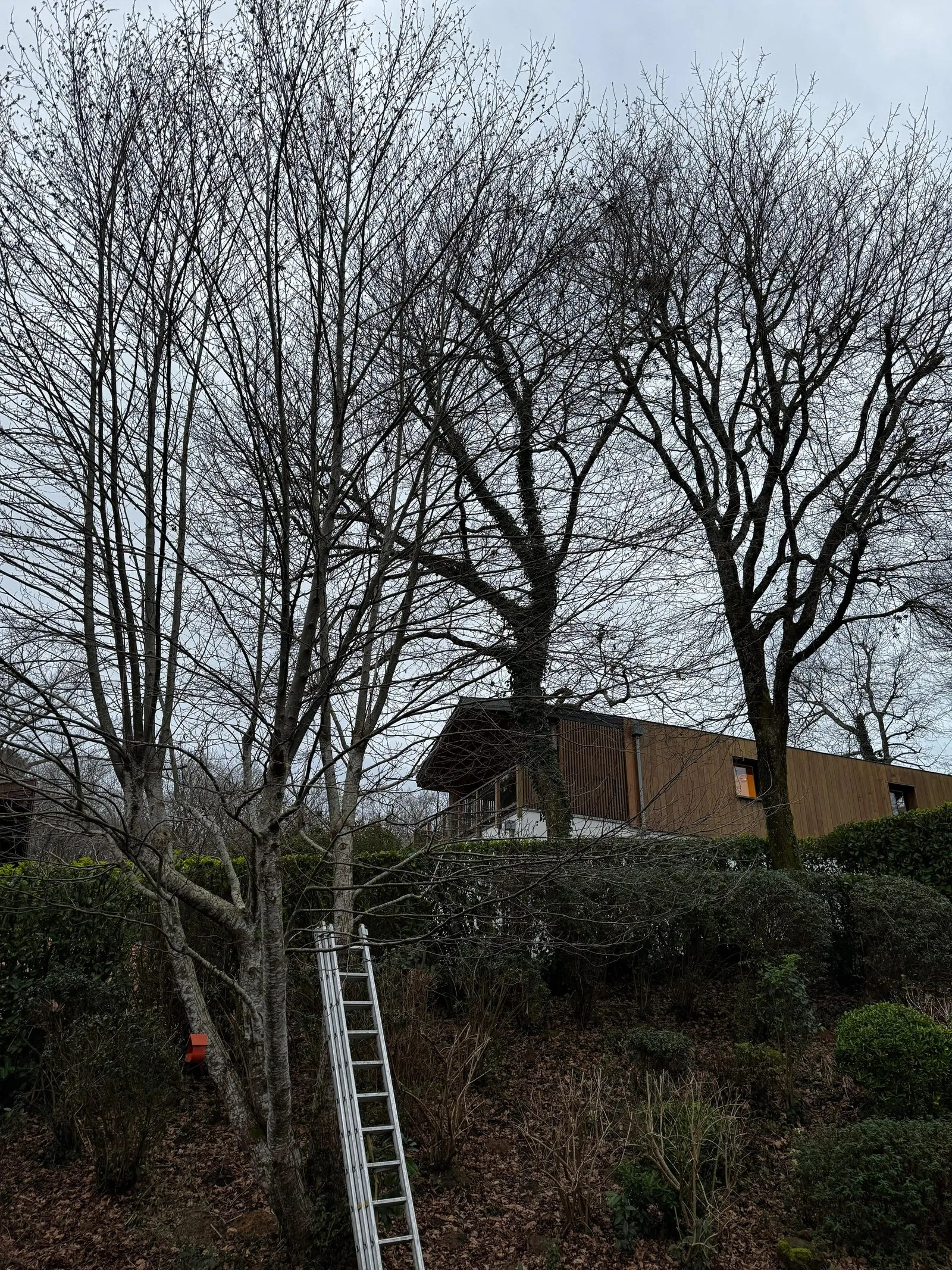 Deux chênes avant taille, branches basses et couronnes mêlées au-dessus d’un bâtiment