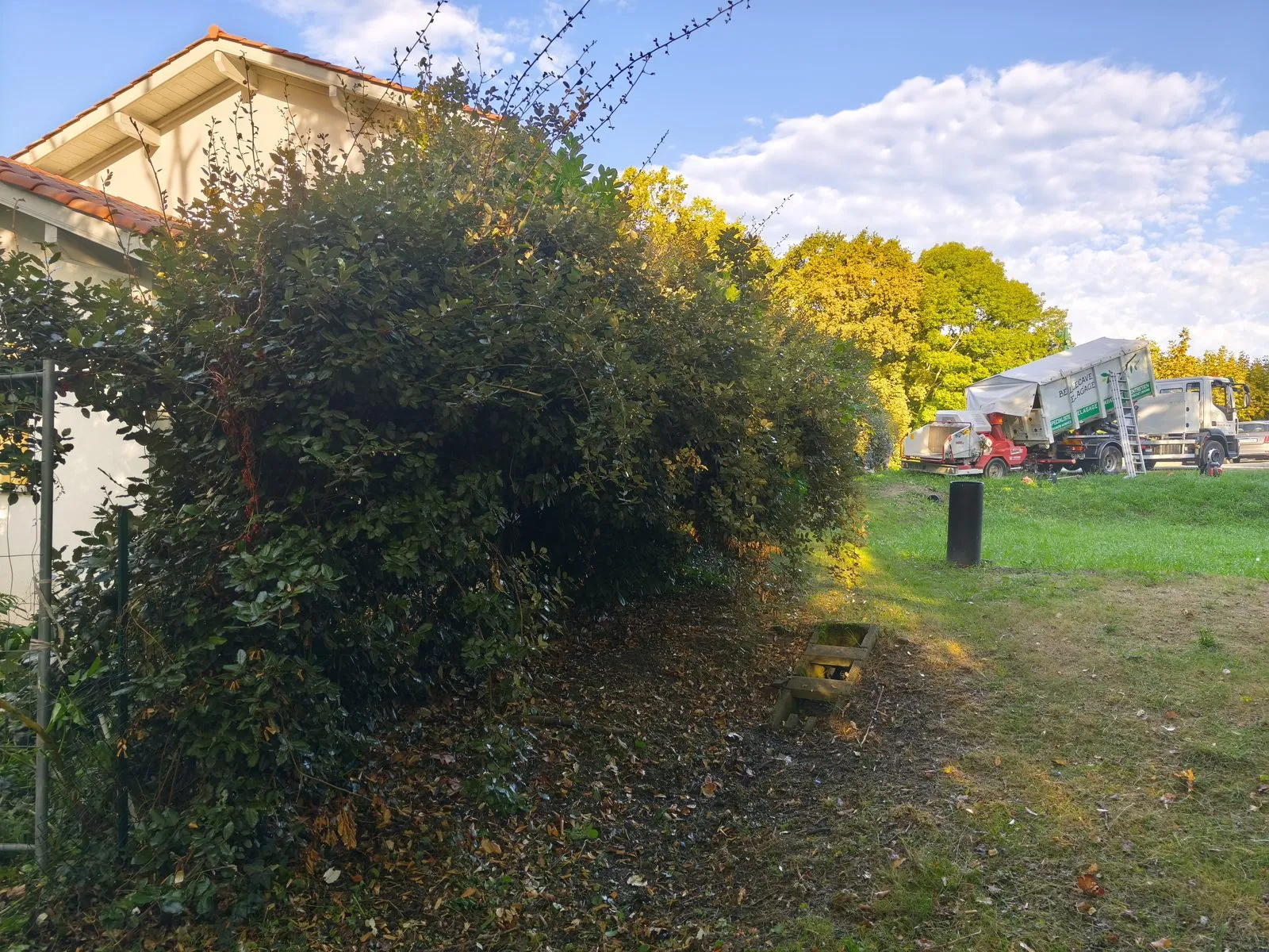 Haie de photinias débordante avant taille, envahissant le passage le long de la maison