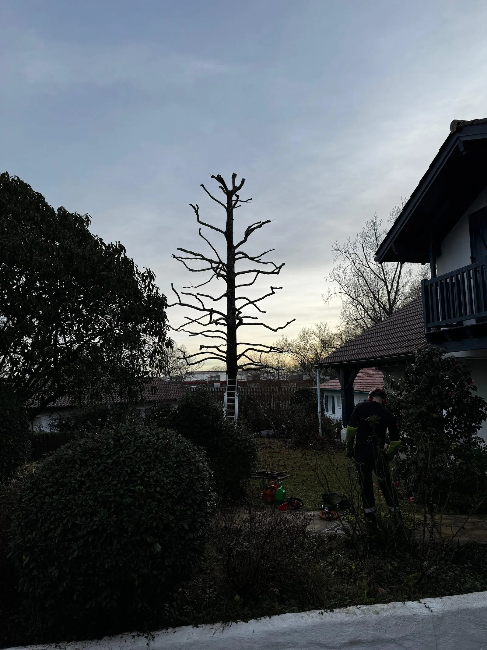 Le même liquidambar après reprise sur les anciennes tailles