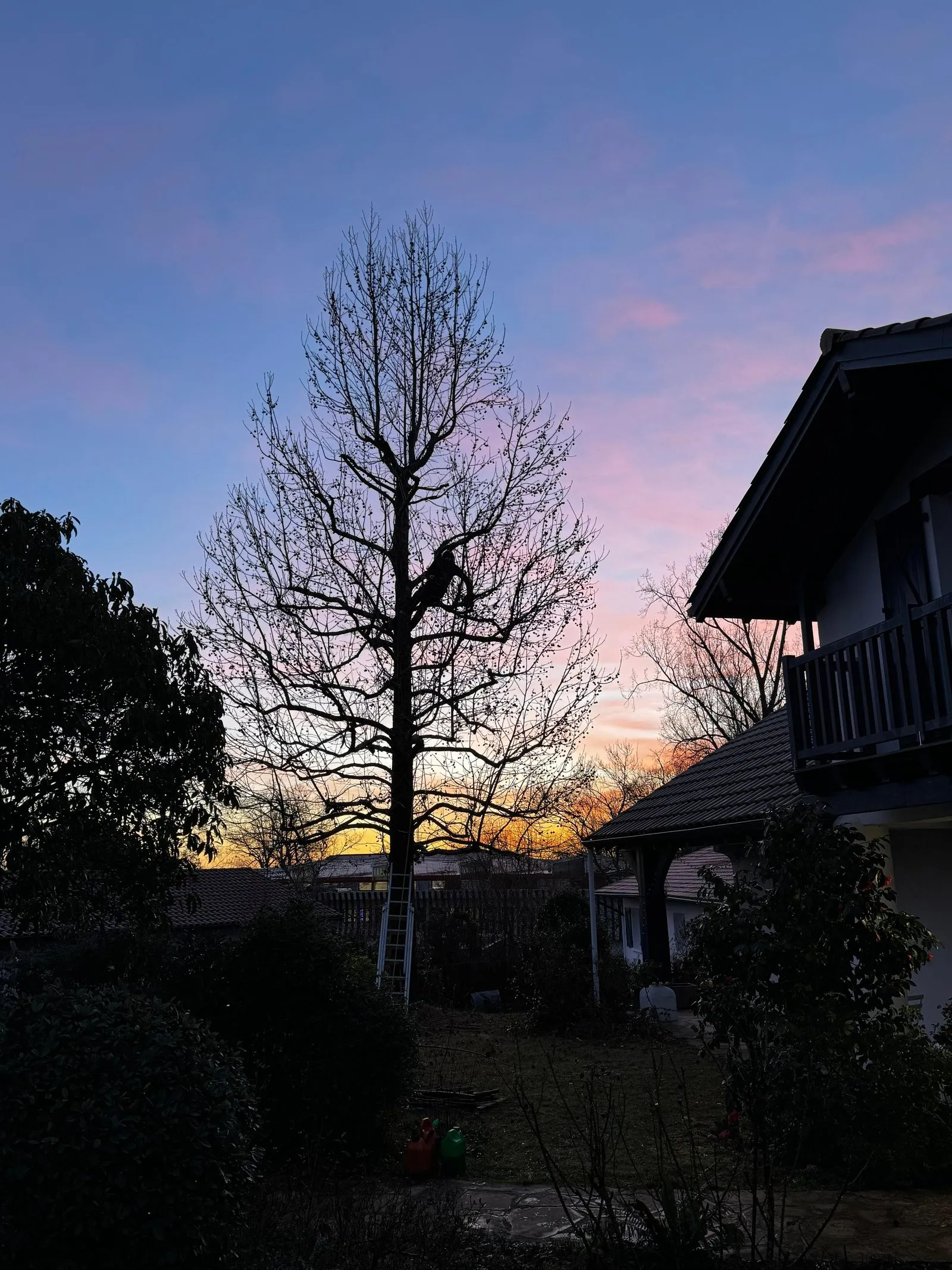 Liquidambar avant reprise, branches longues reparties sur d’anciennes tailles